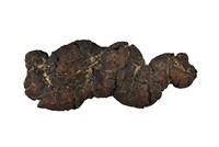 Coprolithes de chelonien